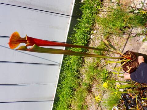 E574 S. flava var. atropurpurea SWC