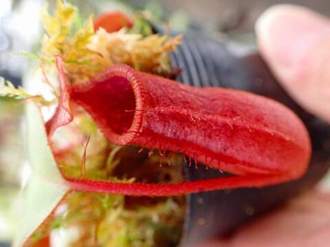 商品一覧 - Y's Exotics （山田食虫植物農園）