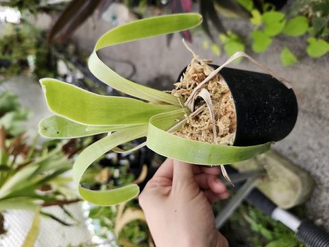 Brocchinia・Catopsis（ブロッキニア・カトプシス）の商品一覧 | Y's Exotics （山田食虫植物農園）