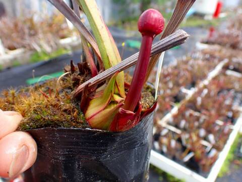 サラセニア kurichan 商品一覧 - Y's Exotics （山田食虫植物農園）