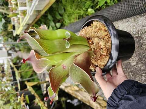 Heliamphora（ヘリアンフォラ）の商品一覧 | Y's Exotics （山田食虫植物農園）