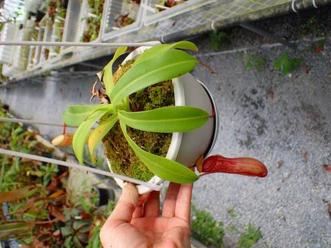 P416 5-1 N. ventricosa seedling select 山本