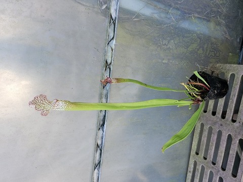 G069 2ura S. Hybrid Y's 