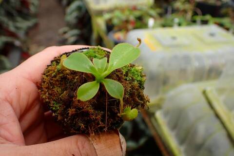商品一覧 - Y's Exotics （山田食虫植物農園）