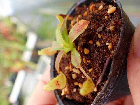 商品一覧 - Y's Exotics （山田食虫植物農園）