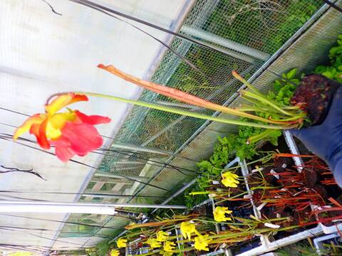 商品一覧 - Y's Exotics （山田食虫植物農園）