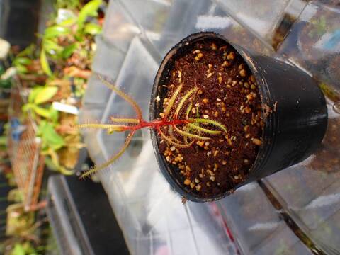 O254 5-2 D. hartmeyeorum