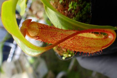 アンプラリア ブラック squat　ネペンテス 今季最後の出品　ラスト１点のみ 商品一覧 - Y's Exotics （山田食虫植物農園）