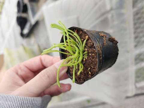 商品一覧 - Y's Exotics （山田食虫植物農園）