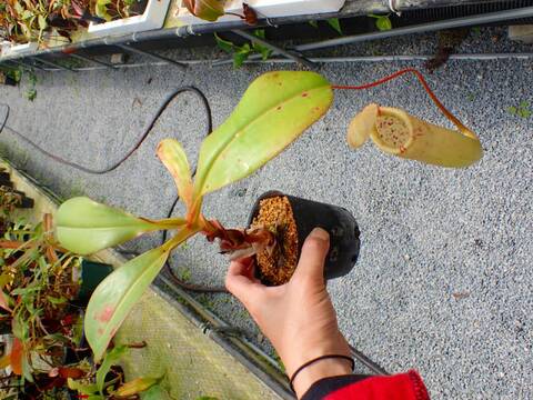 P153 5-3 N. truncata x sibuyanensis Y's 