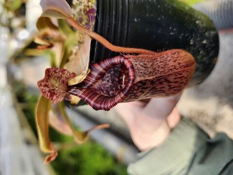 特③現品限り超特大な壺を持つネペンテス・ミランダ Nepenthes（ネペンテス/ウツボカズラ）の商品一覧 | Y's Exotics