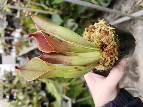 Heliamphora（ヘリアンフォラ）の商品一覧 | Y's Exotics （山田食虫植物農園）