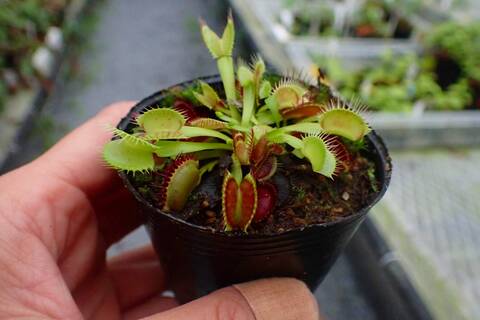 温室整理セール / Greenhouse Clearanceの商品一覧 | Y's Exotics