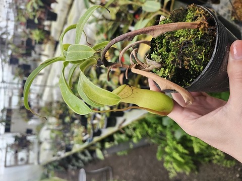商品一覧 - Y's Exotics （山田食虫植物農園）