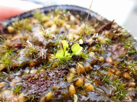 R361 4-1 Dionaea muscipula `BCP Caterpillar Ⅱ [BCP ID# 1948-59] BCP