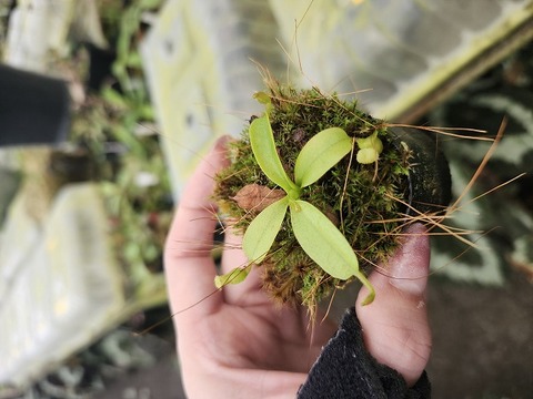 Y355 1-3 N. peltata Yellow Pahntom x macrophylla #NNN 