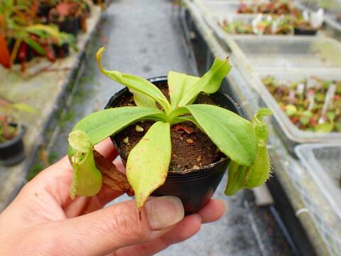 商品一覧 - Y's Exotics （山田食虫植物農園）