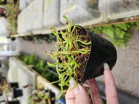 Darlingtonia（ダーリングトニア) の商品一覧 | Y's Exotics
