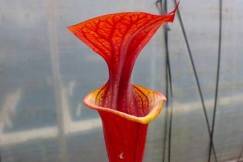 Sarracenia（サラセニア）の商品一覧 | Y's Exotics （山田食虫