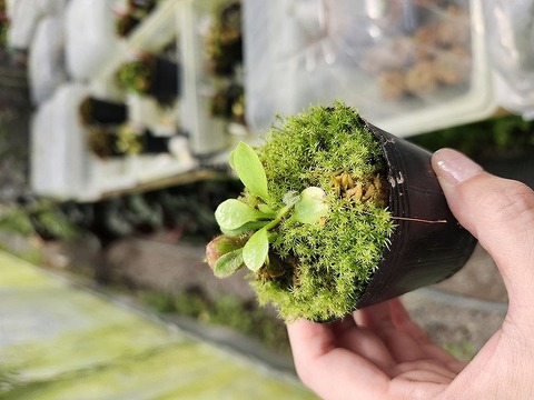 O549 1-1 Cephalotus follicularis CK