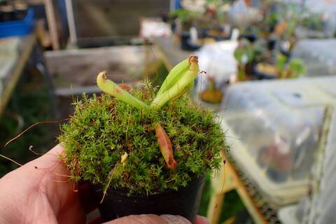 Heliamphora Species（ヘリアンフォラ原種）の商品一覧 | Y's Exotics