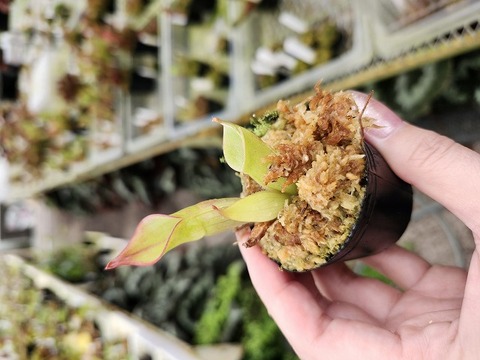 Y's Exotics （山田食虫植物農園）