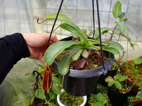 商品一覧 - Y's Exotics （山田食虫植物農園）
