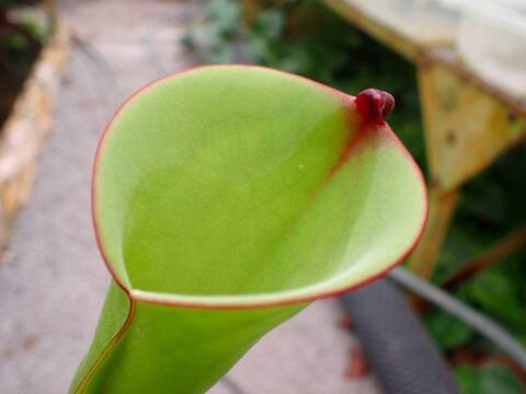 J551 1-1 H. foliculata [BCP ID# H1434, H1602,] BCP