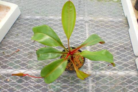 ネペンテス七種セット(宅急便発送) Nepenthes（ネペンテス/ウツボカズラ）の商品一覧 | Y's Exotics