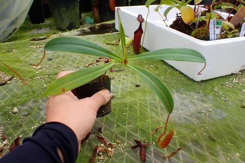 商品一覧 - Y's Exotics （山田食虫植物農園）