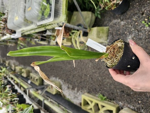 J618 3-2 Catopsis aff. Nitida {Coban, Guatemala]{BCP ID# 1110, 1433] BCP 