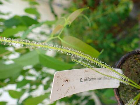 P505 5-1 D. filformis var. filformis
