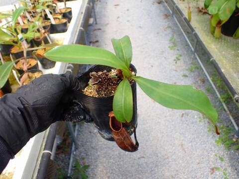 G321 5-3 N. hirusta (typical x squat) x veitchii Bario stripe Y's