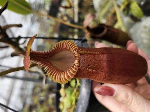 Nepenthes（ネペンテス/ウツボカズラ）の商品一覧 | Y's Exotics