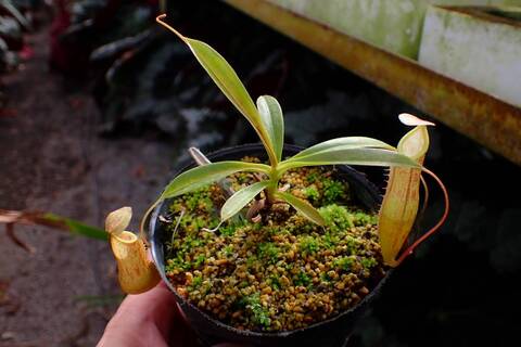 Y's Exotics （山田食虫植物農園）