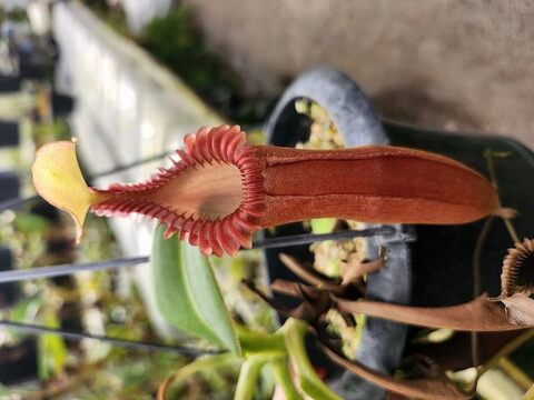 Nepenthes edwardsiana / Tambuyukon / AW / Clone:07