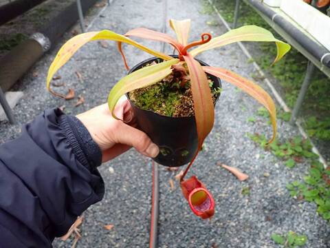 Y's Exotics （山田食虫植物農園）