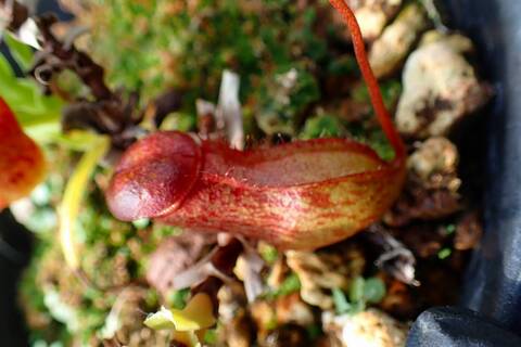 壺　実 Nepenthes（ネペンテス/ウツボカズラ）の商品一覧 | Y's Exotics
