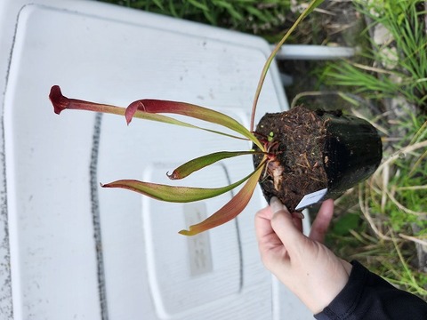 Sarracenia（サラセニア）の商品一覧 | Y's Exotics （山田食虫
