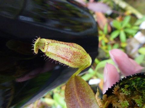 Nepenthes（ネペンテス/ウツボカズラ）の商品一覧 | Y's Exotics （山田食虫植物農園）