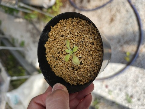 P427 1-2 P. rotundiflora x laueana `SP3'