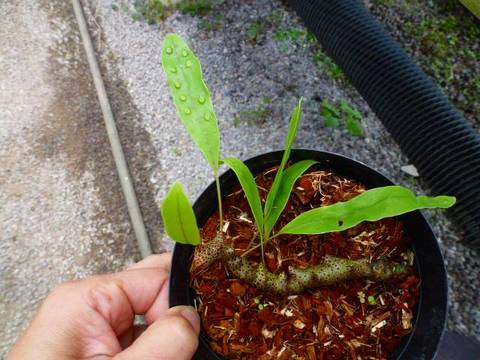 Ant plants (アリ植物)の商品一覧 | Y's Exotics （山田食虫植物農園）