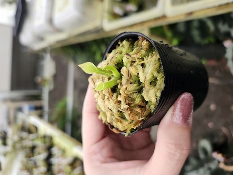 標本 Yunnan China Necydalis s.p 23mm Dronino Meteorite | 97 Grams | End Cut | Iron Ataxite