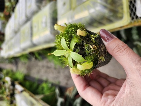 特別販売ページ！現品写真付！の商品一覧 | Y's Exotics （山田