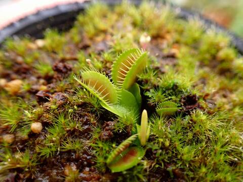 G824 5-2 Dionaea muscipula G16 Slacks Giant CK