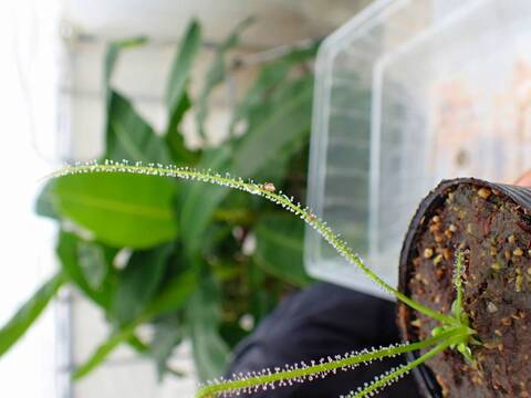 G481 5-2 D. filformis var. filformis