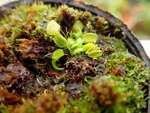 商品一覧 - Y's Exotics （山田食虫植物農園）