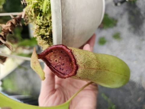 Y's Exotics （山田食虫植物農園）