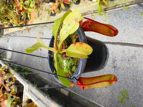 J580 5-2 N. [(ventricosa x sibuyanensis) x burkei] x truncata-giant EP