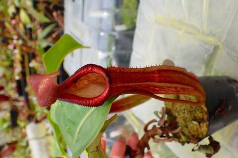 ゆうゆうネペンテス・ミランダ Nepenthes（ネペンテス/ウツボカズラ）の商品一覧 | Y's Exotics